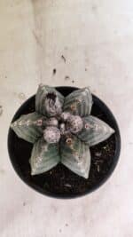 ASTROPHYTUM MYRIOSTIGMA "Multicostatum - 6 quinas "  Nº 1016 – vaso 15 - Imagem 3