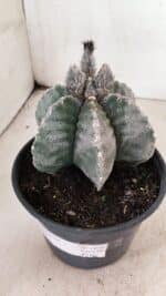ASTROPHYTUM MYRIOSTIGMA "Multicostatum - 6 quinas "  Nº 1016 – vaso 15 - Imagem 9