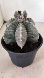 ASTROPHYTUM MYRIOSTIGMA "Multicostatum - 6 quinas "  Nº 1016 – vaso 15 - Imagem 7