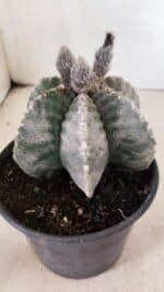 ASTROPHYTUM MYRIOSTIGMA "Multicostatum - 6 quinas "  Nº 1016 – vaso 15 - Imagem 6