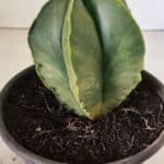 ASTROPHYTUM MYRIOSTIGMA "Variegata" Nº 1080 – vaso 15