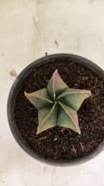 ASTROPHYTUM Myriostigma "Variegata" Nº 1091 – vaso 15 - Imagem 3