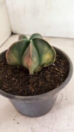 ASTROPHYTUM Myriostigma "Variegata" Nº 1091 – vaso 15 - Imagem 6