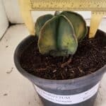 ASTROPHYTUM Myriostigma "Variegata" Nº 1091 – vaso 15
