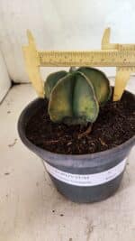 ASTROPHYTUM Myriostigma "Variegata" Nº 1091 – vaso 15