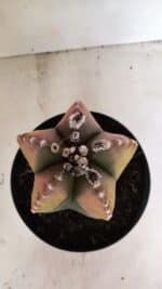 ASTROPHYTUM MYRIOSTIGMA "Variegata" Nº 1104 – vaso 17 - Imagem 3