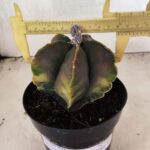 ASTROPHYTUM Myriostigma "Variegata" Nº 1106 – vaso 15