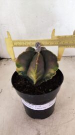 ASTROPHYTUM Myriostigma "Variegata" Nº 1106 – vaso 15