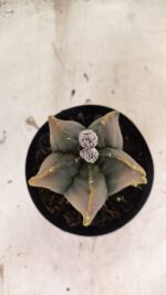 ASTROPHYTUM Myriostigma "Variegata" Nº 1106 – vaso 15 - Imagem 3