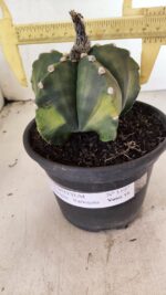 ASTROPHYTUM Myriostigma "Variegata" Nº 1107 – vaso 15