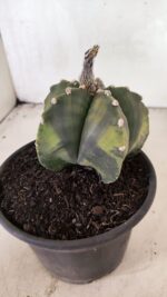 ASTROPHYTUM Myriostigma "Variegata" Nº 1107 – vaso 15 - Imagem 9