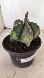 ASTROPHYTUM Myriostigma "Variegata" Nº 1107 – vaso 15 - Imagem 8