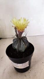ASTROPHYTUM MYRIOSTIGMA "Multicostatum - 8 quinas"  Nº 454 – vaso 15 - Imagem 2