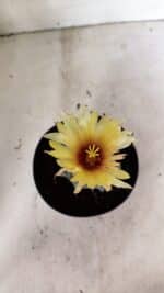 ASTROPHYTUM MYRIOSTIGMA "Multicostatum - 8 quinas"  Nº 454 – vaso 15 - Imagem 3