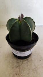 ASTROPHYTUM MYRIOSTIGMA  Nº 1022 – vaso 11 - Imagem 2