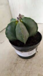 ASTROPHYTUM MYRIOSTIGMA  Nº 1022 – vaso 11 - Imagem 10