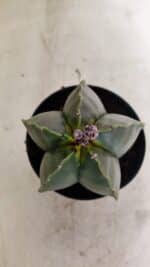 ASTROPHYTUM MYRIOSTIGMA  Nº 1022 – vaso 11 - Imagem 3