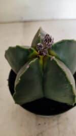 ASTROPHYTUM MYRIOSTIGMA  Nº 1022 – vaso 11 - Imagem 9