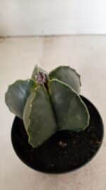 ASTROPHYTUM MYRIOSTIGMA  Nº 1022 – vaso 11 - Imagem 8