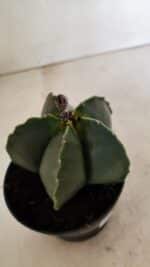 ASTROPHYTUM MYRIOSTIGMA  Nº 1022 – vaso 11 - Imagem 7