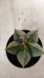 ASTROPHYTUM MYRIOSTIGMA  Nº 1022 – vaso 11 - Imagem 6