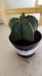 ASTROPHYTUM MYRIOSTIGMA  Nº 1022 – vaso 11 - Imagem 4