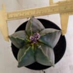 ASTROPHYTUM MYRIOSTIGMA  Nº 1022 – vaso 11