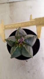 ASTROPHYTUM MYRIOSTIGMA  Nº 1022 – vaso 11