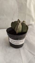 ASTROPHYTUM MYRIOSTIGMA Nº 1086 – vaso 09 - Imagem 2