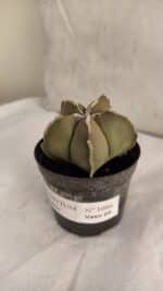 ASTROPHYTUM MYRIOSTIGMA Nº 1086 – vaso 09 - Imagem 8