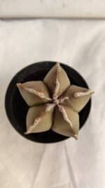 ASTROPHYTUM MYRIOSTIGMA Nº 1086 – vaso 09 - Imagem 7