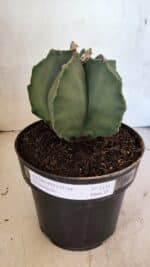 MATRIZ ASTROPHYTUM Myriostigma Nº 1134 – vaso 17 - Imagem 2