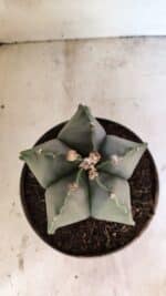 MATRIZ ASTROPHYTUM Myriostigma Nº 1134 – vaso 17 - Imagem 3