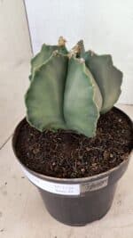 MATRIZ ASTROPHYTUM Myriostigma Nº 1134 – vaso 17 - Imagem 8