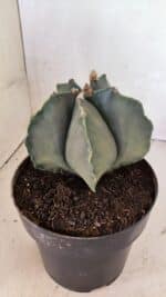 MATRIZ ASTROPHYTUM Myriostigma Nº 1134 – vaso 17 - Imagem 7
