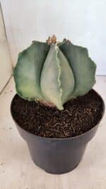 MATRIZ ASTROPHYTUM Myriostigma Nº 1134 – vaso 17 - Imagem 6