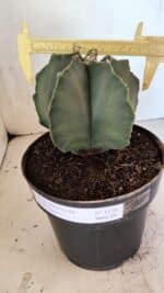 MATRIZ ASTROPHYTUM Myriostigma Nº 1134 – vaso 17 - Imagem 4