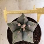 MATRIZ ASTROPHYTUM Myriostigma Nº 1134 – vaso 17