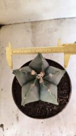 MATRIZ ASTROPHYTUM Myriostigma Nº 1134 – vaso 17