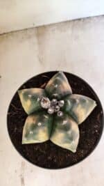 MATRIZ ASTROPHYTUM Myriostigma "VARIEGATA" Nº 1136 – vaso 17 - Imagem 7