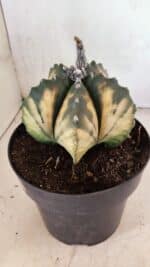 MATRIZ ASTROPHYTUM Myriostigma "VARIEGATA" Nº 1136 – vaso 17 - Imagem 8