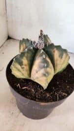 MATRIZ ASTROPHYTUM Myriostigma "VARIEGATA" Nº 1136 – vaso 17 - Imagem 6