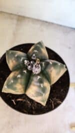 MATRIZ ASTROPHYTUM Myriostigma "VARIEGATA" Nº 1136 – vaso 17 - Imagem 3