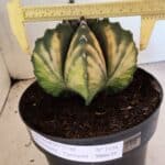 MATRIZ ASTROPHYTUM Myriostigma "VARIEGATA" Nº 1136 – vaso 17