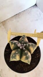 MATRIZ ASTROPHYTUM Myriostigma "VARIEGATA" Nº 1136 – vaso 17 - Imagem 5