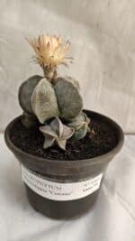ASTROPHYTUM MYRIOSTIGMA "Colônia" Nº 1085 – vaso 15 - Imagem 2