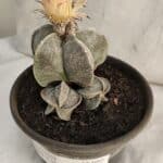 ASTROPHYTUM MYRIOSTIGMA "Colônia" Nº 1085 – vaso 15