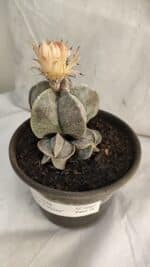 ASTROPHYTUM MYRIOSTIGMA "Colônia" Nº 1085 – vaso 15