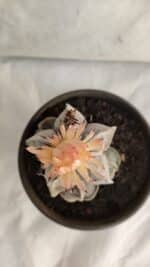 ASTROPHYTUM MYRIOSTIGMA "Colônia" Nº 1085 – vaso 15 - Imagem 3