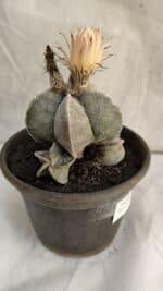 ASTROPHYTUM MYRIOSTIGMA "Colônia" Nº 1085 – vaso 15 - Imagem 8
